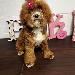 Juliet - Poodle