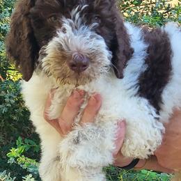 Hawthorn - Parti male Goldendoodle puppy in Pilot Point, Texas from K9 Sidekicks, LLC