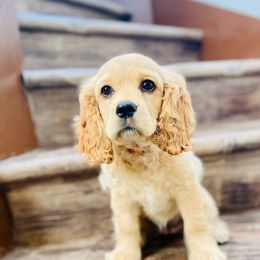 Cocker Spaniel Puppies from Cute Cocker Spaniel Puppies!!!