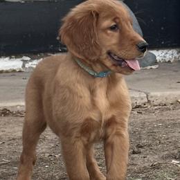 Golden Retriever Puppies from Arizona Dream Goldens