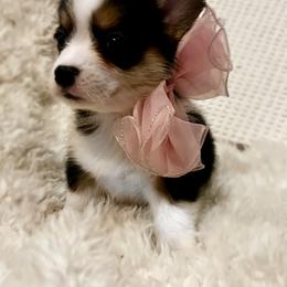 Bow - Black and tan Pembroke Welsh Corgi puppy in Inola, Oklahoma from Pine Lane Pembrokes