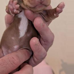 Jax - Chocolate and cream male Dachshund puppy in Marshall, Texas from Wilson's Kennels