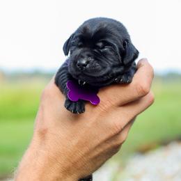 Purple Girl - Black female Labrador Retriever puppy in Linville, Virginia from Virginia Labradors