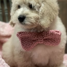 Goldendoodle Puppies from Doodle Paradise