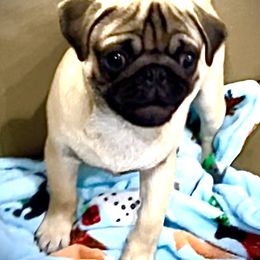 Pug Puppies from Von Webb Pups