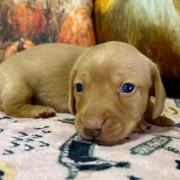 Simba - Red male Dachshund puppy in Orlando, Florida from Weiner Wunderland of Central Florida