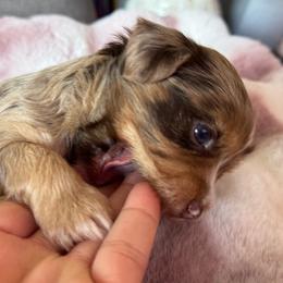 Celeste - Parti female Yorkshire Terrier puppy in Denair, California from YorkieVillaPaws