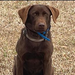 Siren - Labrador Retriever