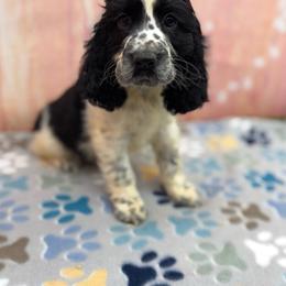 Frank - Black and white male English Springer Spaniel puppy in Rogers, Ohio from StoneyBrook Setters