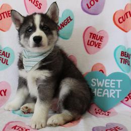 Teal - Black and white male Siberian Husky puppy in York, Pennsylvania from Spalla Pups