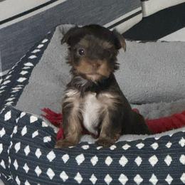 Patch AKC - Chocolate and tan male Yorkshire Terrier puppy in Labelle, Florida from Chocolate and Parti Yorkies in Florida
