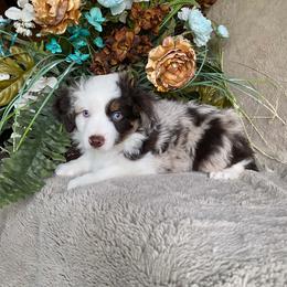 Quest - Red merle male Miniature Australian Shepherd puppy in Oroville, Washington from High Mountain Aussies