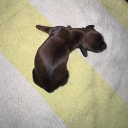 Slinky - Sable male Dachshund puppy in Hilliard, Florida from Wiggle Weens