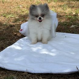 Pomeranian puppies from 🤎 Gigi’s Dreaming Puppies 🐶