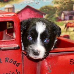 Sally - Black tri female Miniature Australian Shepherd puppy in Ronan, Montana from Dirt Road Aussie’s of Montana
