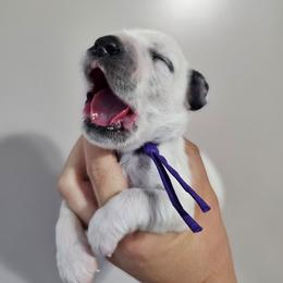 Easy Bake Oven - White and black female Dalmatian puppy in Gray, Georgia from Fuller Spots