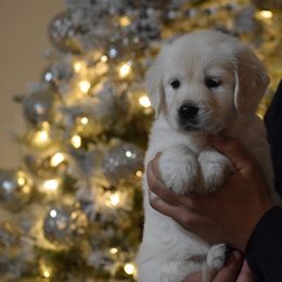 Yellow Collar - Light golden female Golden Retriever puppy in Stedman, North Carolina from Wise-Taylor Goldens