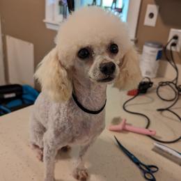 Teddy - Poodle