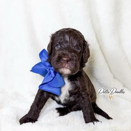 Mocha - Chocolate male Labradoodle puppy in Clovis, California from Delta Doodless