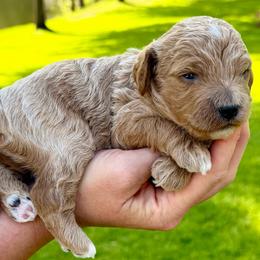 Biscuit - Apricot male Cavapoo puppy in Newville, Alabama from Southeast cavapoos