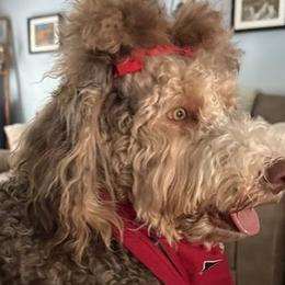 Bernedoodles from Beckley's Bernedoodles-Muddy Paws Doodle Farm NC LLC