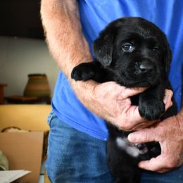 "Red Boy" Labrador Retriever Puppies from Winterstrom Labradors