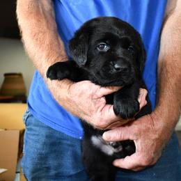 "Red Boy" Labrador Retriever Puppies from Winterstrom Labradors