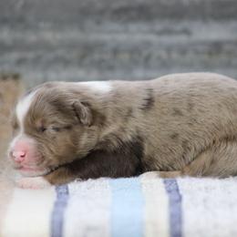 Diamond - Red merle female Australian Shepherd puppy in Quapaw, Oklahoma from Rocky Hill Aussies