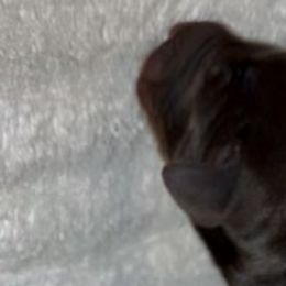 Clyde - Red and rust Doberman Pinscher puppy in Columbus, Ohio from Von Schaaf Haus DuPree