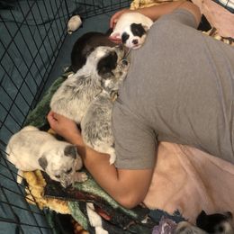 Australian Cattle Dog Puppies from Intermountain Australian Cattle Dogs