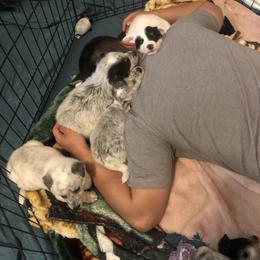 Australian Cattle Dog Puppies from Intermountain Australian Cattle Dogs