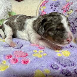 Tri parti merle - Blue merle female Bernedoodle puppy in Blue Springs, Missouri from Jeanie’s Doodles