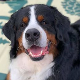 Bernese Mountain Dogs from Juniper Valley Bernese Mountain Dogs
