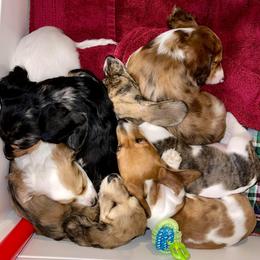 Dachshund Puppies from Desert Horizon Dachshunds