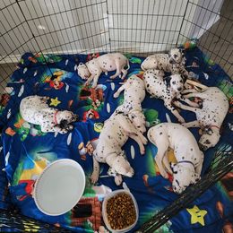 Dalmatian Puppies from America's Dalmatian Friends