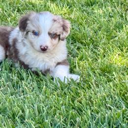 Red - Red & white female Miniature Australian Shepherd puppy in California from Eagle River Aussies