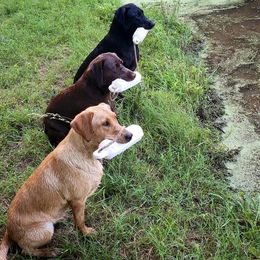 American Bully and Labrador Retriever All Grown Up from RBR Kennel-Ross Bullies & Retrievers