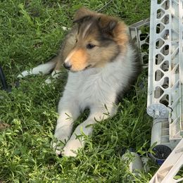 Collie Puppies from Little Apple Collies, Dazey, ND