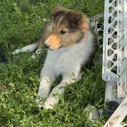 Collie Puppies from Little Apple Collies, Dazey, ND