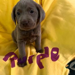 Purple -silver - Chocolate female Labrador Retriever puppy in New Hampshire from Burt Hill labs