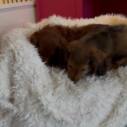 Big Island's Little Weiners The Curious Calypso - Red male Dachshund puppy in Hilo, Hawaii from Big Island’s Little Weiners
