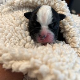 Boston Terrier Puppies from Rhonda Binkard
