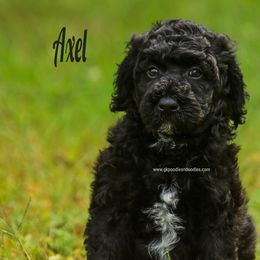 Axel - Black male Labradoodle puppy in Saint Cloud, Minnesota from Grace Kennel
