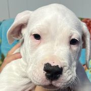 Xena - Dogo Argentino puppy in Youngstown, Ohio from For The Love of Dogos