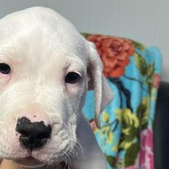 Xena - Dogo Argentino puppy in Youngstown, Ohio from For The Love of Dogos
