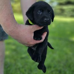 Lime Green Collar - Female - Black female Labrador Retriever puppy in Boyd, Minnesota from Lindley Labradors