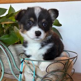 Lucas Sinclair - Black and tan male Pembroke Welsh Corgi puppy in Olathe, Colorado from Rocking LJ Breeding
