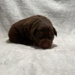Rio - Red tri male Miniature Australian Shepherd puppy in New London, Minnesota from Broken T Australian Shepherds