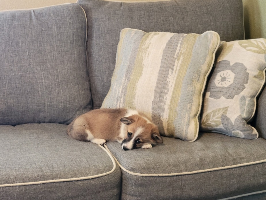 Pembroke Welsh Corgi Puppies from Winterton Farm & Homestead