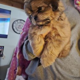 Gilligan - Red and tan male Shih Tzu puppy in Green Valley Lake, California from All American Shih Tzu Puppies